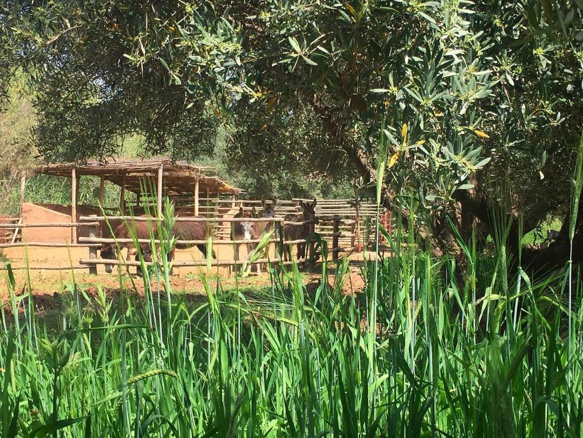 La Ferme Berbere Bed & Breakfast El Harkat Bagian luar foto